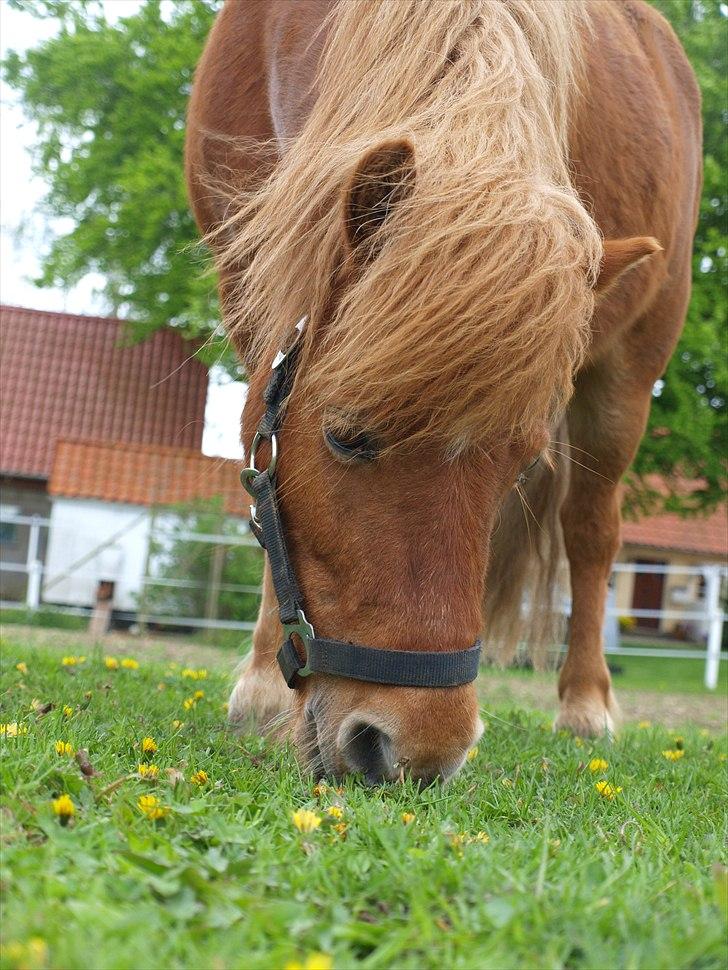 Shetlænder Møllebakkens Lukas - Smukke Lukas, siger farvel og tak! :D billede 19