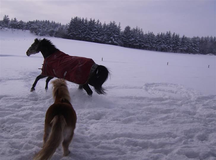 Dansk Varmblod lolitta skovgaard-solgt billede 9