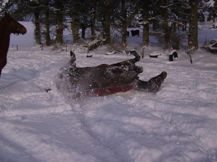 Dansk Varmblod lolitta skovgaard-solgt billede 10