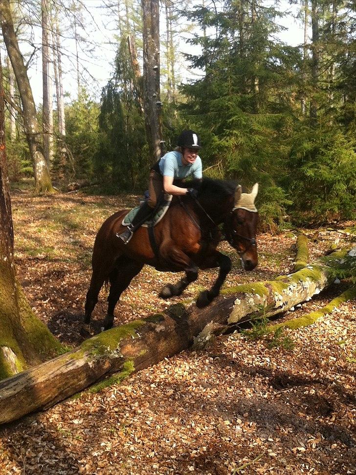 Knabstrupper Jackson Skrødstrup - Skærtorsdags skovtur total hygge.. :) Første gang han sådan rigtig er i en skov og første gang han sprang i skoven.. Han var super sej.. Foto: Charlotte billede 8