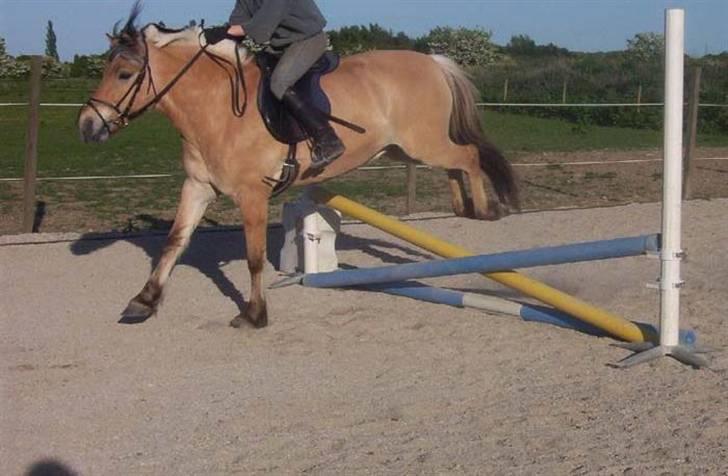 Fjordhest Herman - GL. PART - Herman Springer Opvarmning<3 billede 2