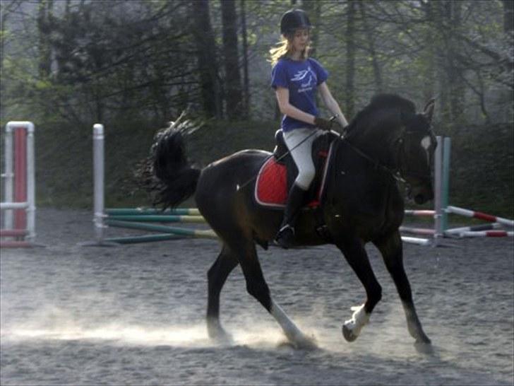 Anden særlig race Lindholms Bat-Mann - Smukke Bat i hans lækre galop. Sommer 2010
Fotograf - Freja Fokdal billede 10