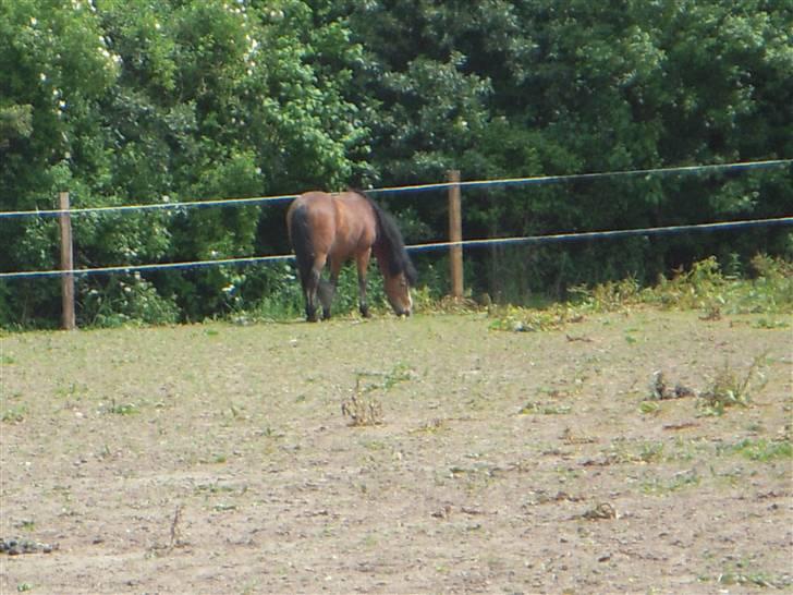 New Forest Prins<3 (Gamle part) billede 14