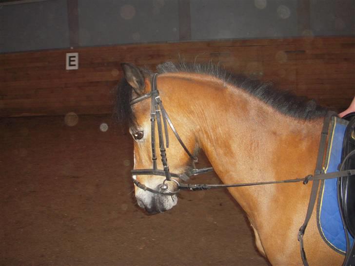 New Forest Prins<3 (Gamle part) billede 15