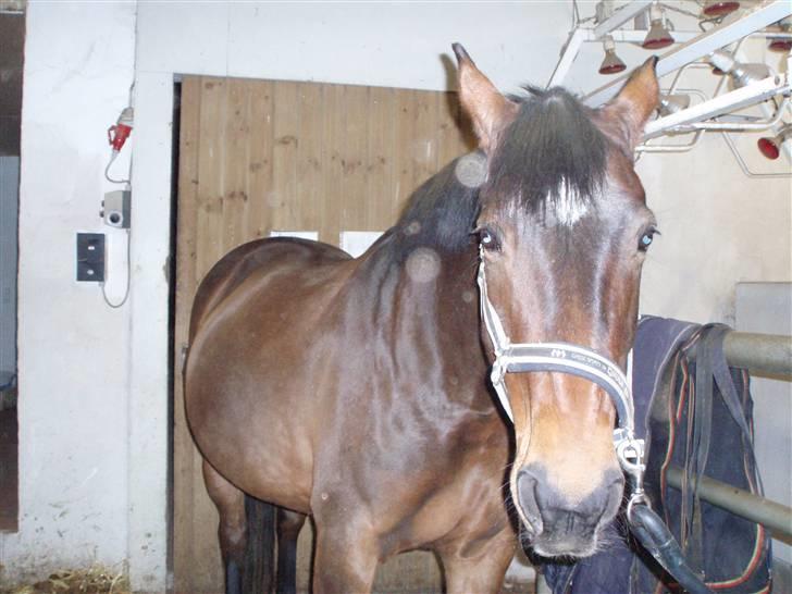 Dansk Varmblod Bakkelys Candi - Puha sikke en tyk mave - noget at sige til at hun ser lidt træt ud ... :-) billede 8