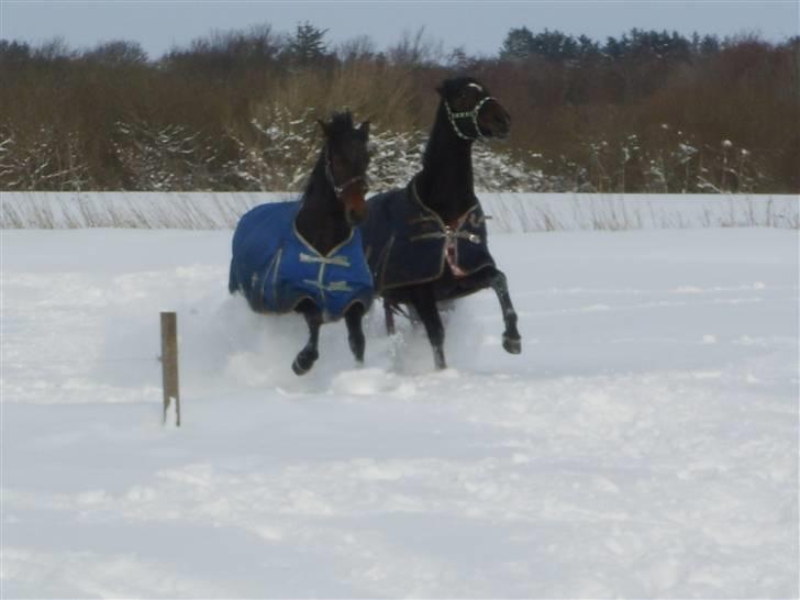 Dansk Varmblod Question Callin <3 billede 15