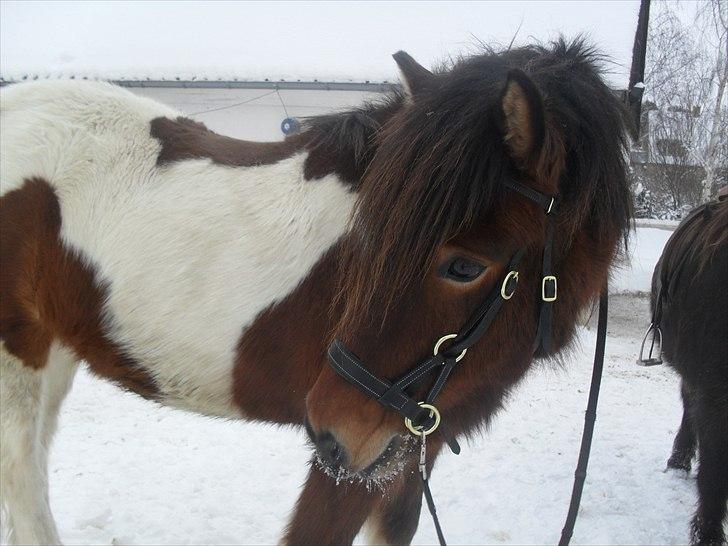 Islænder Fjörgull fra freersvang - Smuk som solen :-) sød som sukker!
-Må IKKE kopieres- billede 1