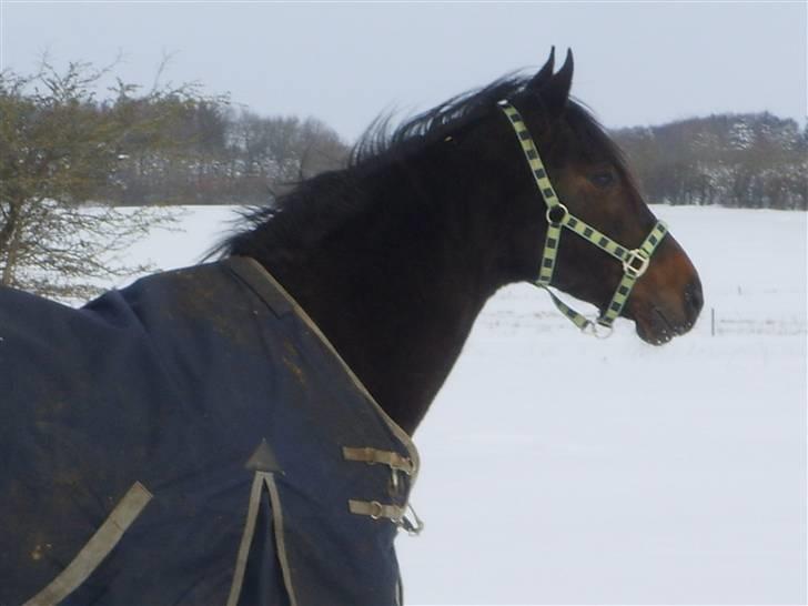 Dansk Varmblod Question Callin <3 billede 16