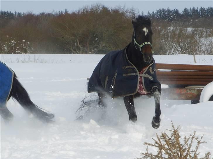 Dansk Varmblod Question Callin <3 billede 17