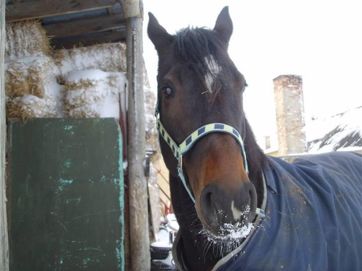 Dansk Varmblod Question Callin <3 billede 18