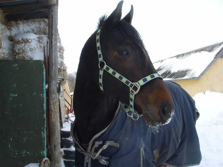 Dansk Varmblod Question Callin <3 billede 20