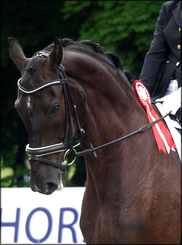 Svensk Varmblod Alex billede 10