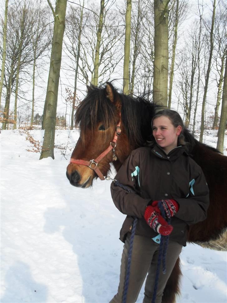 Islænder Fjörgull fra freersvang - Hyggelig tur i skoven.
-Må IKKE kopieres- billede 2