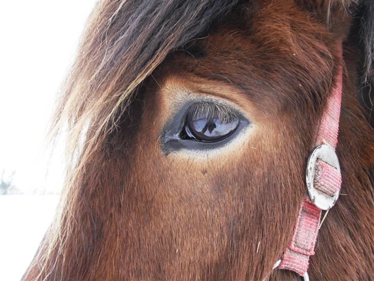 Islænder Fjörgull fra freersvang - jeg elsker dig. dine øjne siger alt! smukke
-Må IKKE kopieres- billede 3