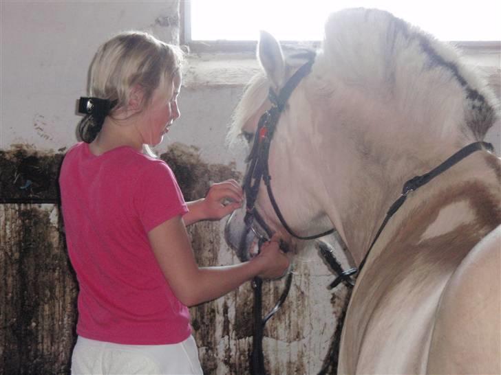 Fjordhest Hestholms Lasse (solgt) - Træt pony og rytter. (fra Sallingsund Stævnet) billede 15