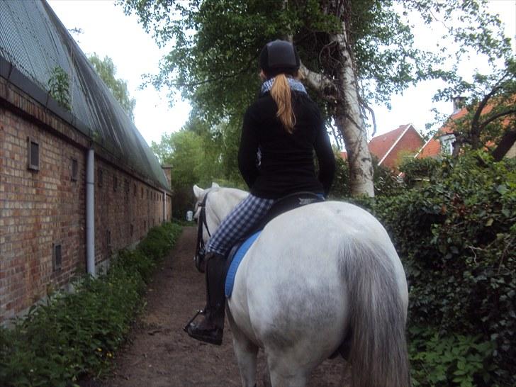 Anden særlig race *Kildegaards Bombay* - Skridter ;) <3 Han er min engel<3 billede 16