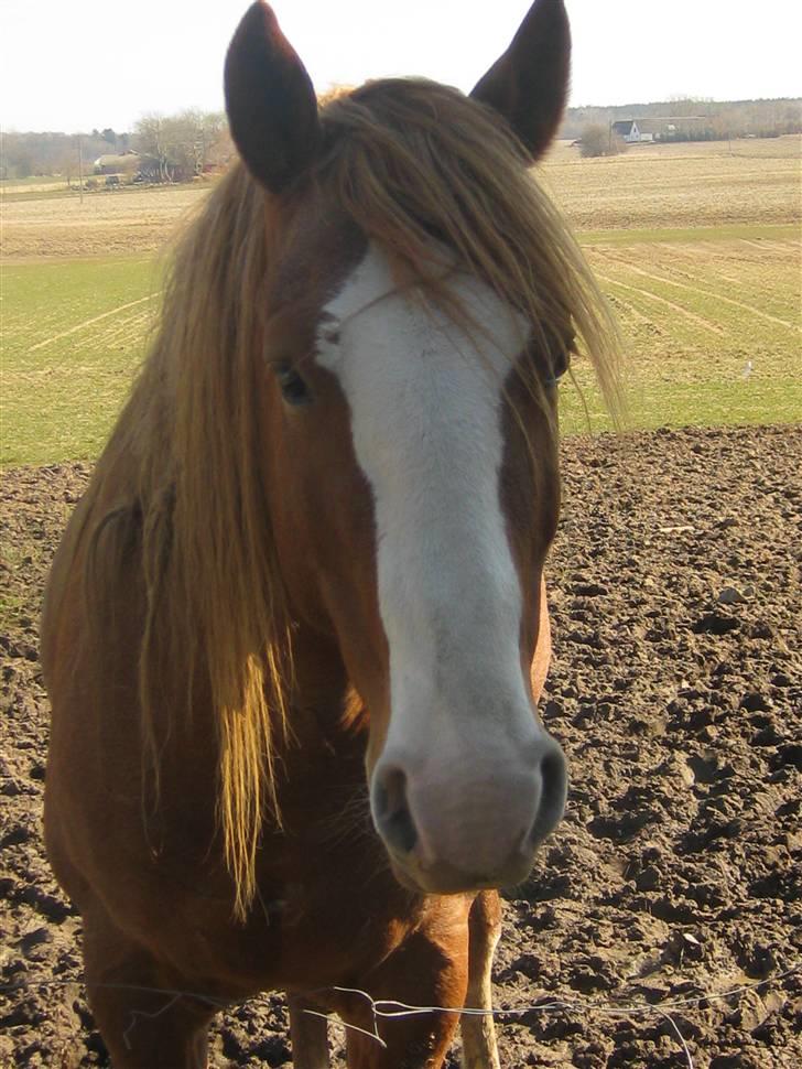 Frederiksborg Cota Friis - her ser i en hest der har noget mellem øerne billede 1