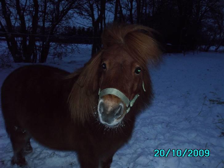 Shetlænder Prinz billede 9