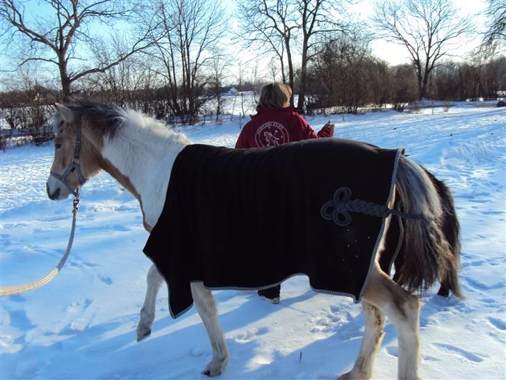 Anden særlig race  Wilse´s Santo billede 18