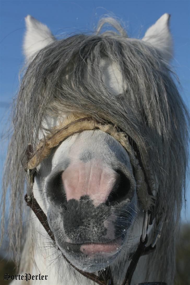 Welsh Mountain (sec A) Rhydgwillim Paddy - 1.kl. billede 8