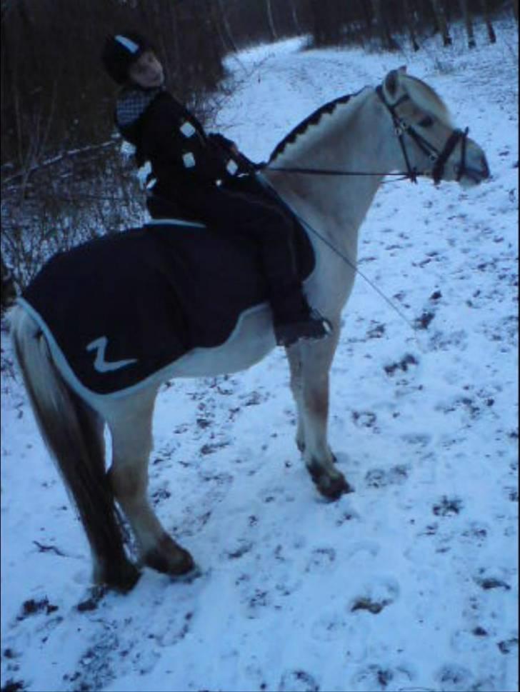Fjordhest Thor lysholm - I hedeland i sne :D Du er bare fantastisk hest :D billede 9