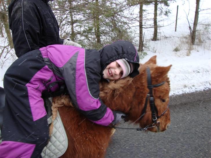 Shetlænder | Sylvester *Charmetrold* - Ponyfis - du er sku den bedste .. :´) billede 6