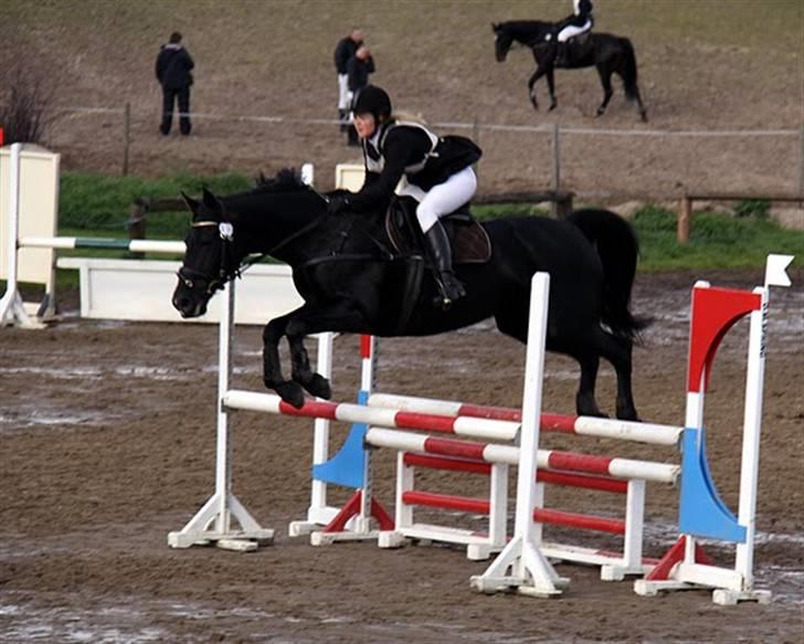 Anden særlig race Viva Vilma billede 4