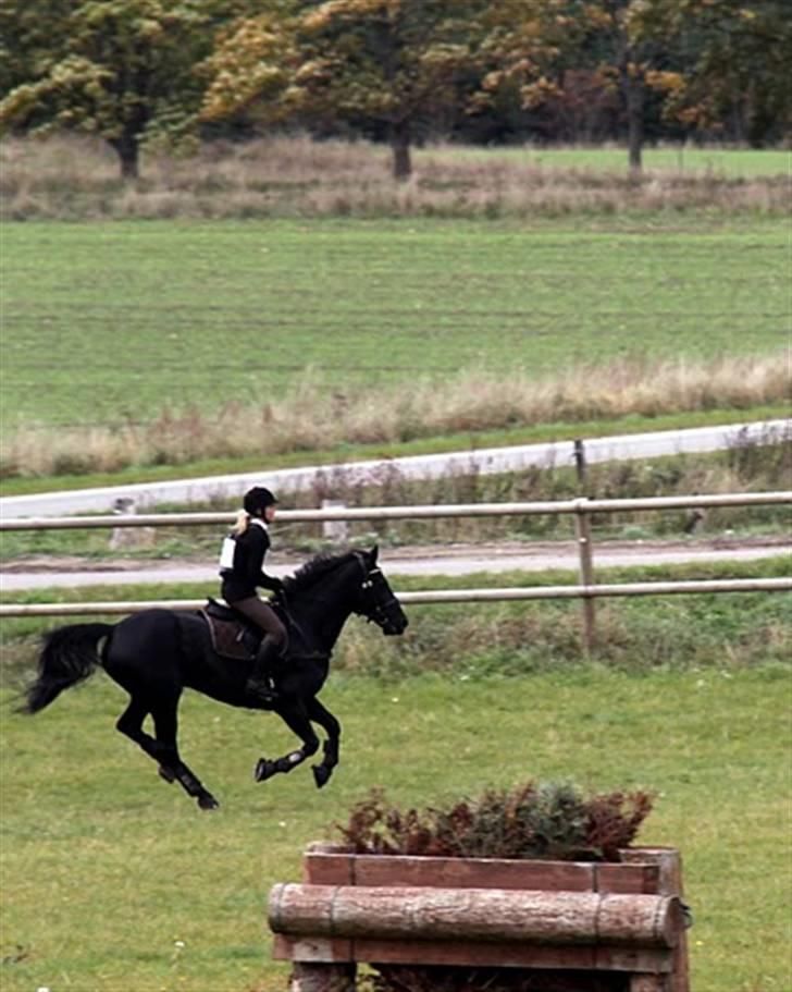 Anden særlig race Viva Vilma billede 6