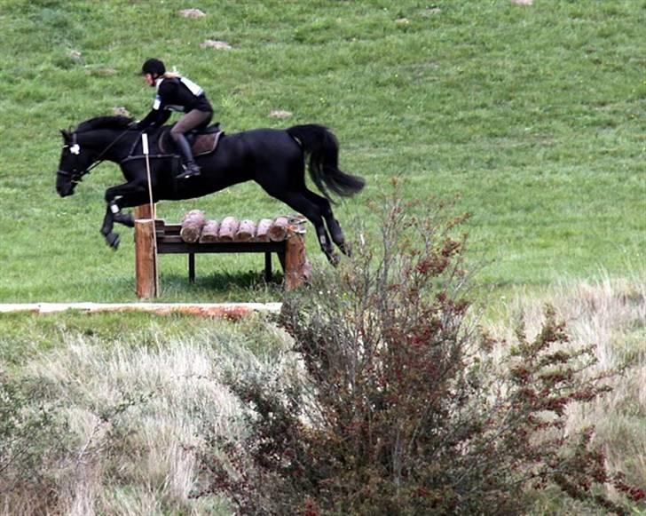 Anden særlig race Viva Vilma billede 7