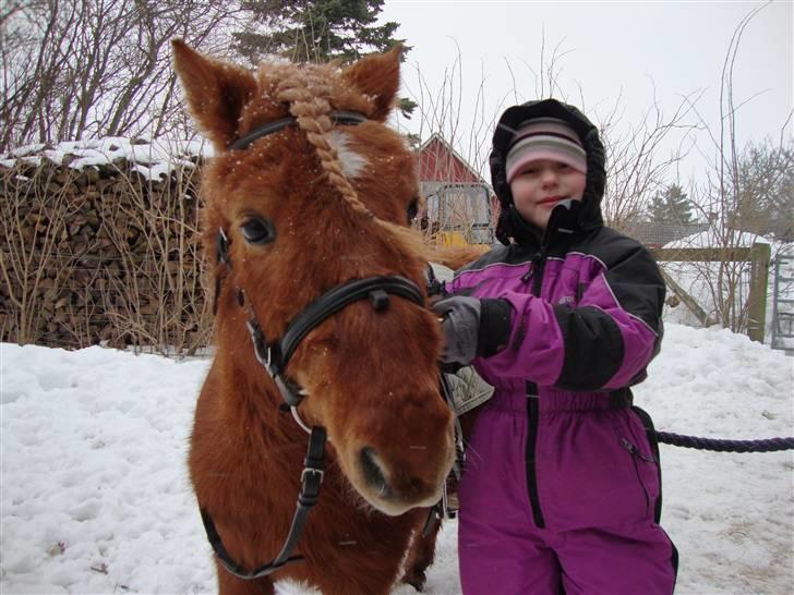 Shetlænder | Sylvester *Charmetrold* - Jasmin og sylvester billede 7