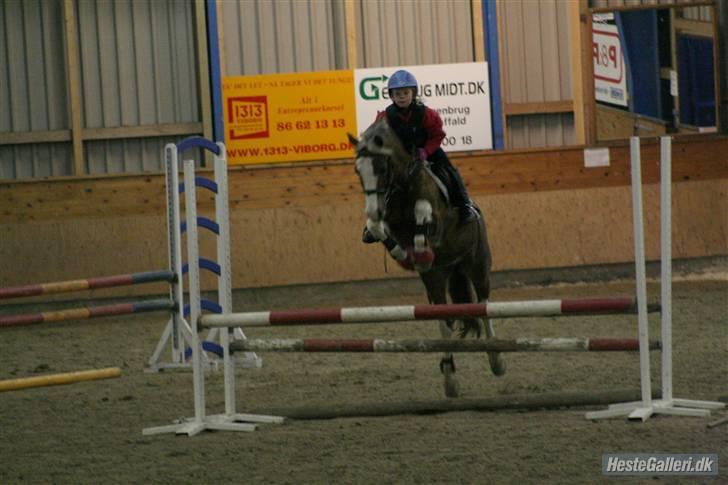 Welsh Cob (sec D) Sir Ginger Web - Naja og Ginger til træning feb 2010 :-) billede 16