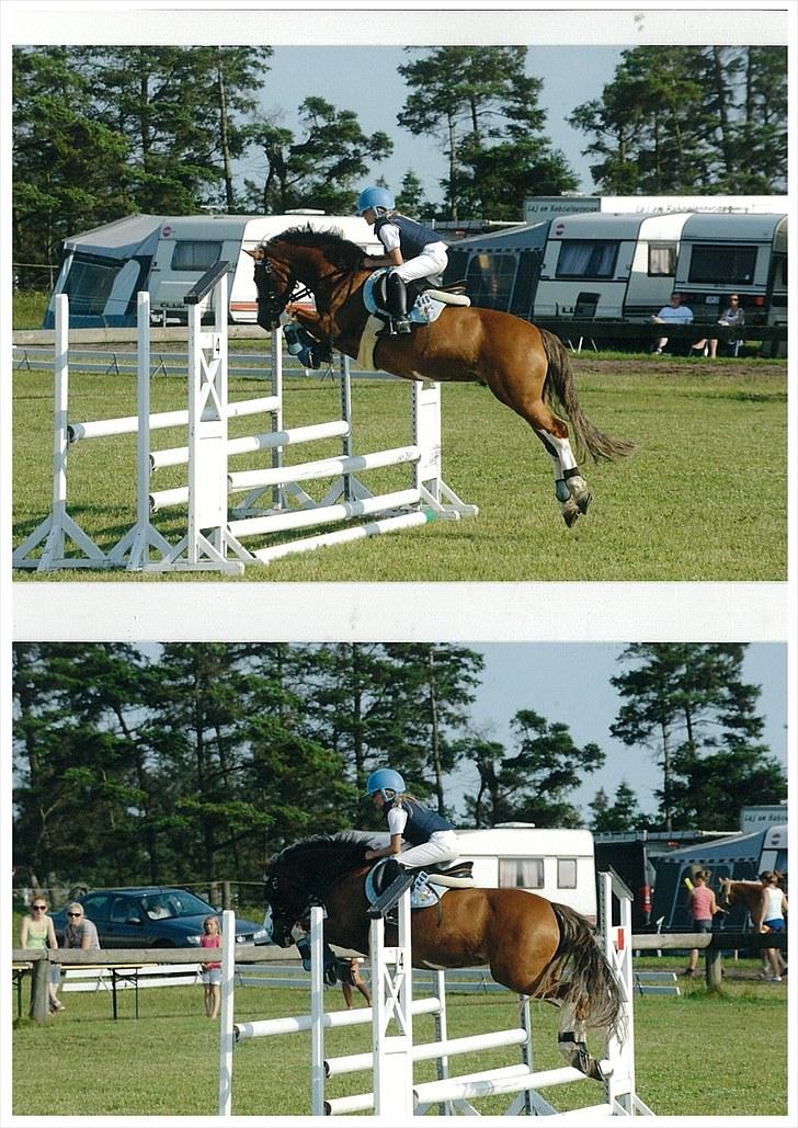 Welsh Cob (sec D) Sir Ginger Web - lige en scanning af et billede fra Hodsager 2010 :-) billede 17