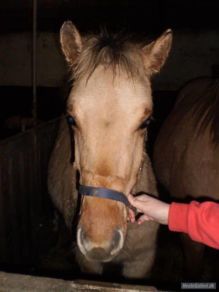 Anden særlig race Østermarkens Marcus - Velkommen til Marcus´ profil håber i syntes godt om ham<3 billede 1