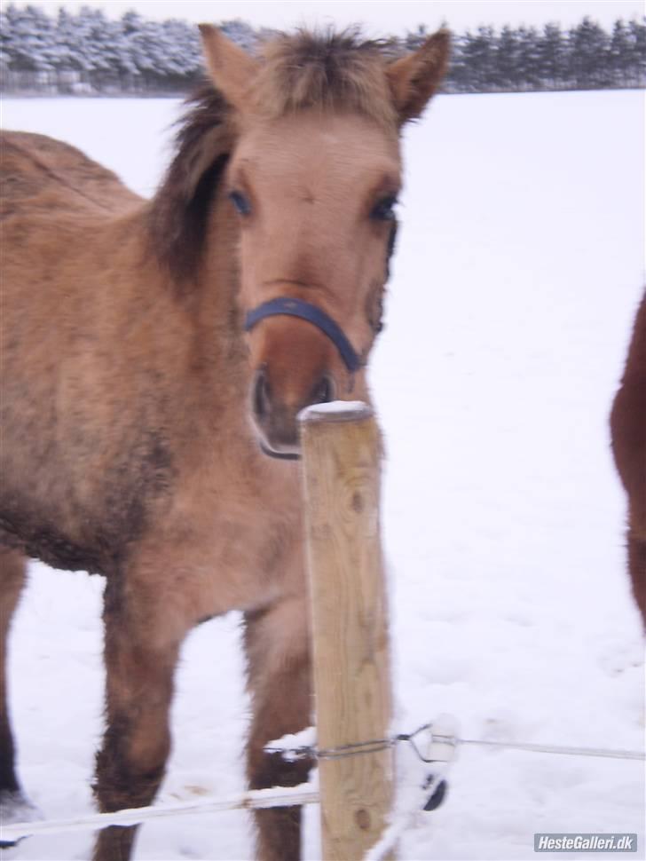 Anden særlig race Østermarkens Marcus - Hvad mon den lugter af? billede 2