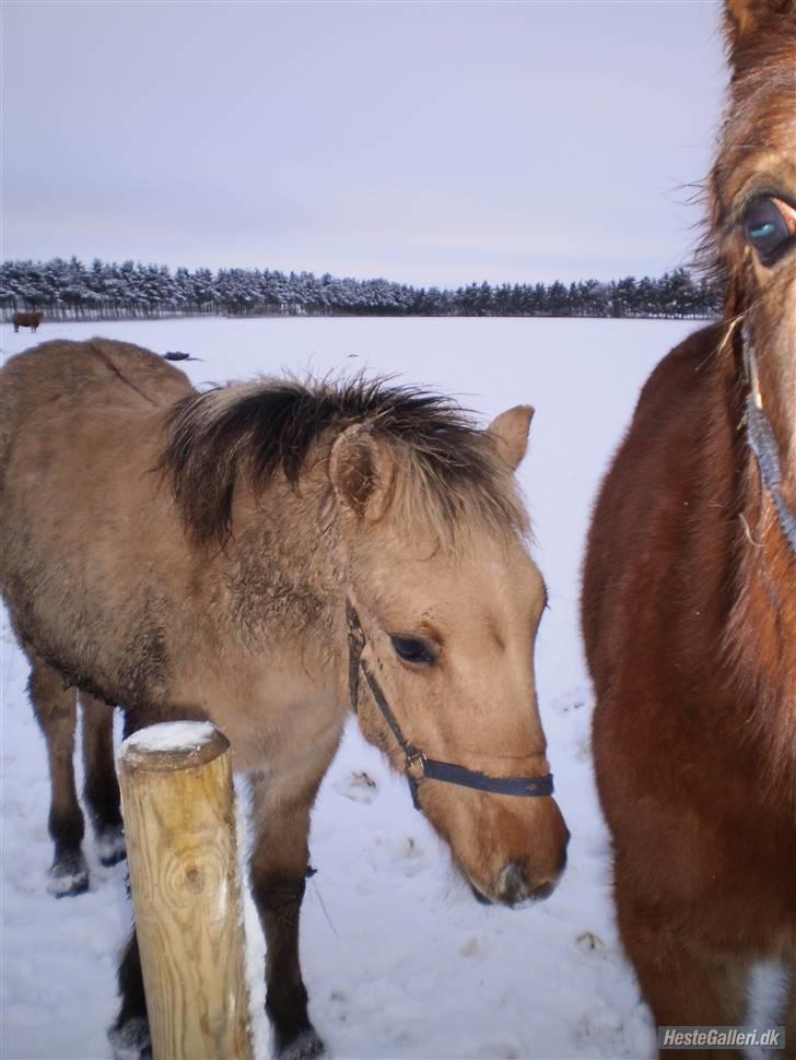 Anden særlig race Østermarkens Marcus - På en meget hvid fold<3 billede 3