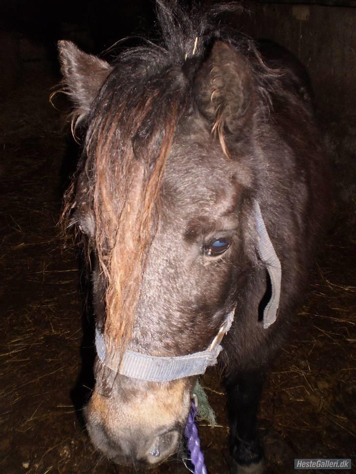 Shetlænder Lille Lise - Velkommen til Lille Lise´s profil håber i sytes godt om hende<3 billede 1
