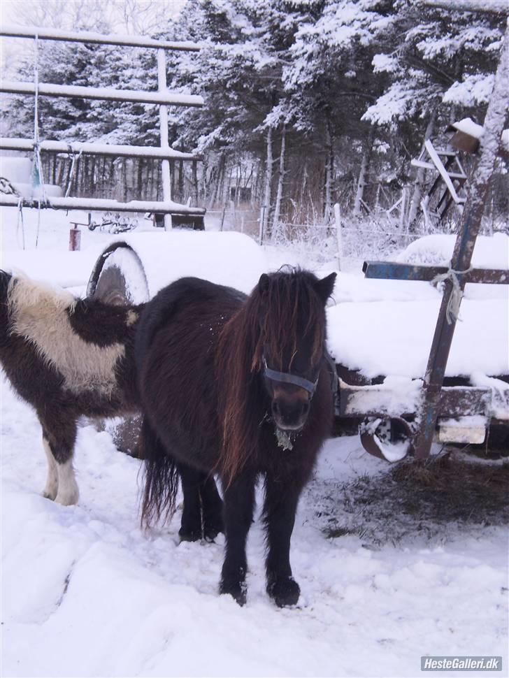 Shetlænder Lille Lise - På en meget hvid fold<3 billede 2