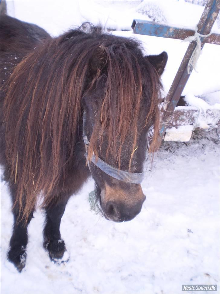 Shetlænder Lille Lise - Min lange man<3 billede 3