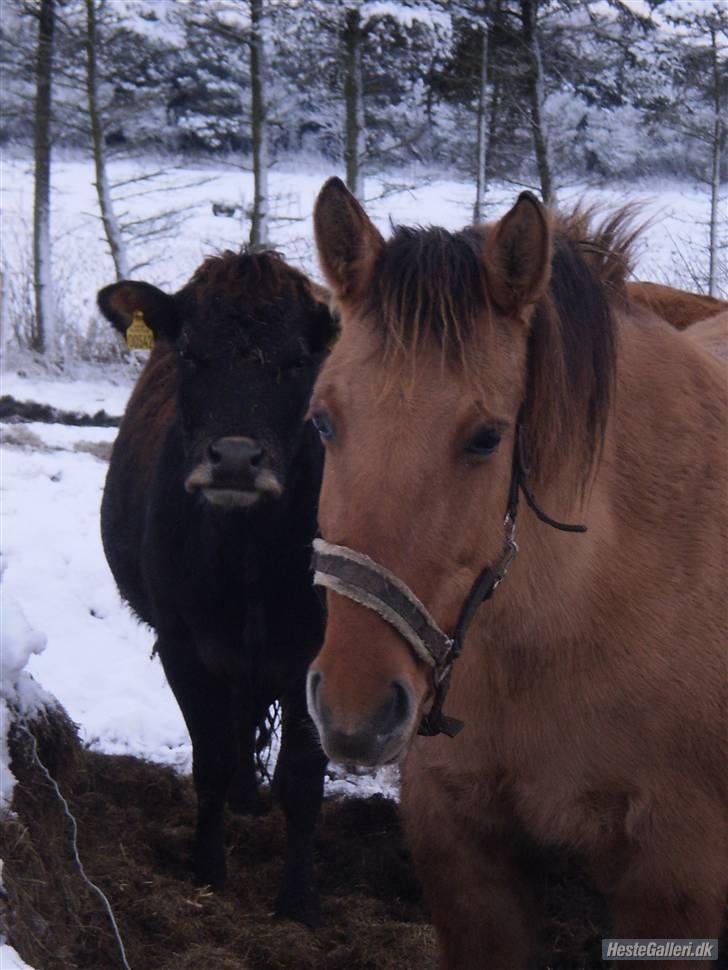 Anden særlig race Bueno - Mig på folden med den farlige ko i bagrunden<3 billede 2