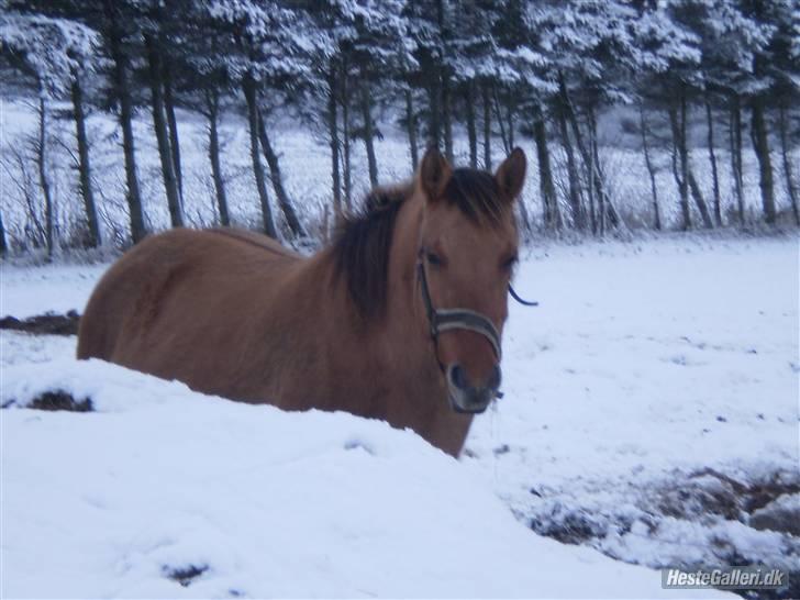 Anden særlig race Bueno - På en meget hvid fold<3 billede 3