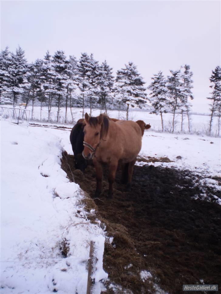 Anden særlig race Bueno - Igen<3 billede 4