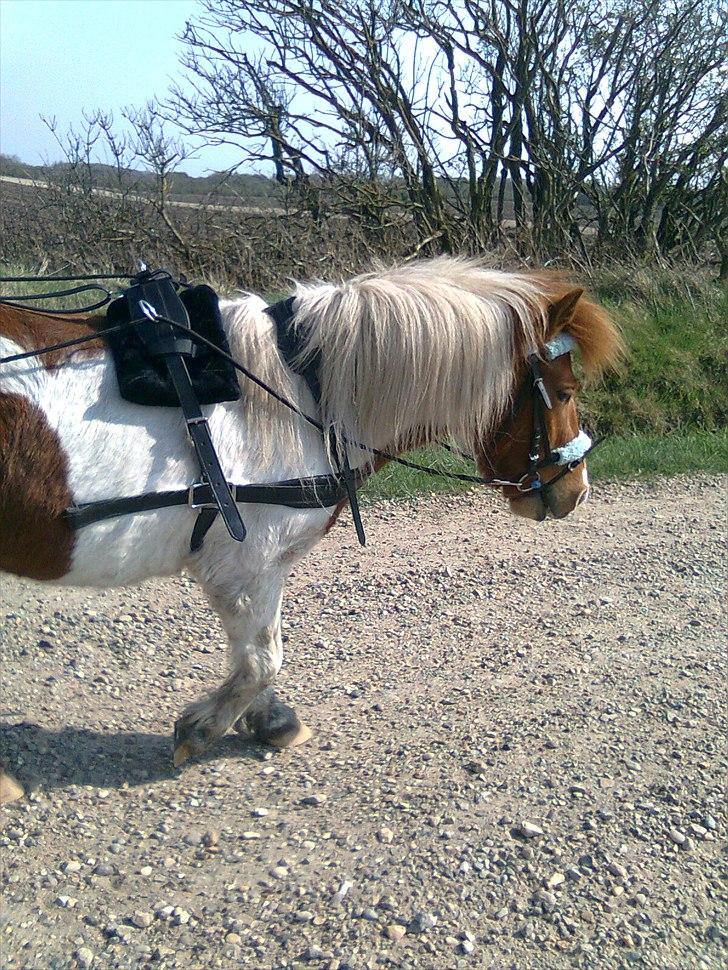 Anden særlig race Prins - prins med hans nye seletøj på og på hans første tur ude og gå med det på billede 15