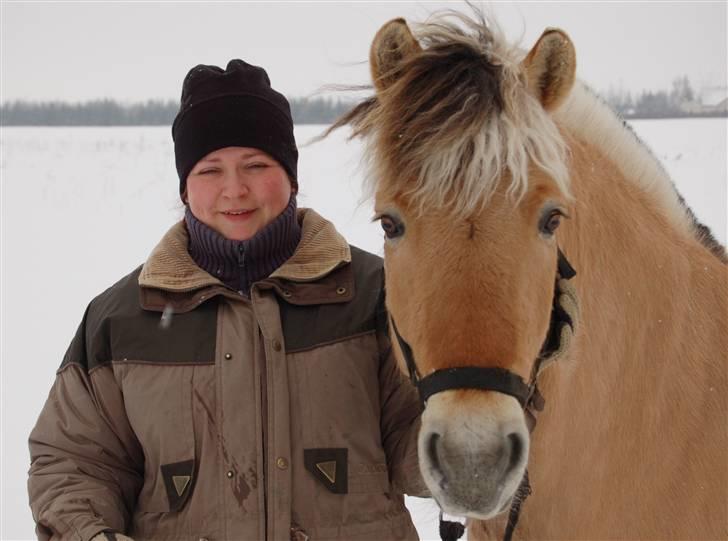 Fjordhest Ellegaards Jasper solgt billede 20