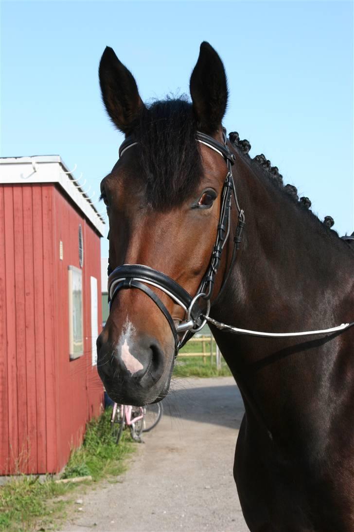 Oldenborg Lise Hessemosegård - velkommen til Lises profil,
lise er en hest med mange taleter. bare se billeder...
lig gerne bedømmelse og kommentar billede 2