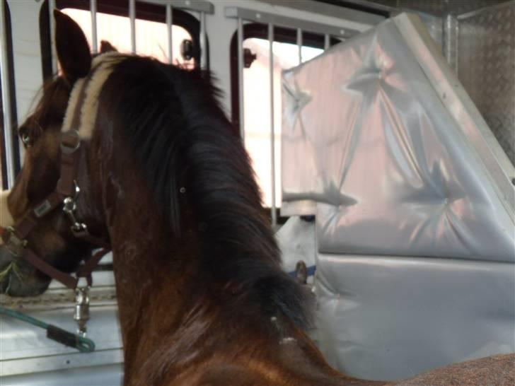 Connemara Bobby af Boest Nørregaard billede 15