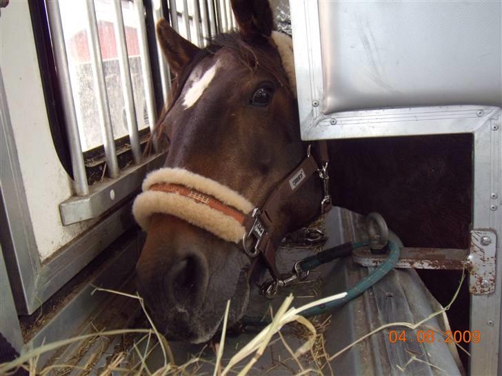 Connemara Bobby af Boest Nørregaard - pony i lastbilen på vej til træning billede 16