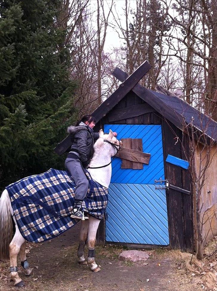 Anden særlig race WILD SECRET. BLINKENDE STJERNE - Livet har lært os, at kærlighed ikke indebærer, at man sidder og stirrer på hinanden, men at man sammen kigger på det samme. billede 8