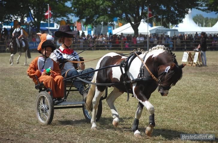 Pinto Klokkergårdens Spirit PIH - AVLSHINGST - Foto taget af Jette N - Sprit til store hesteshow på Roskilde billede 8