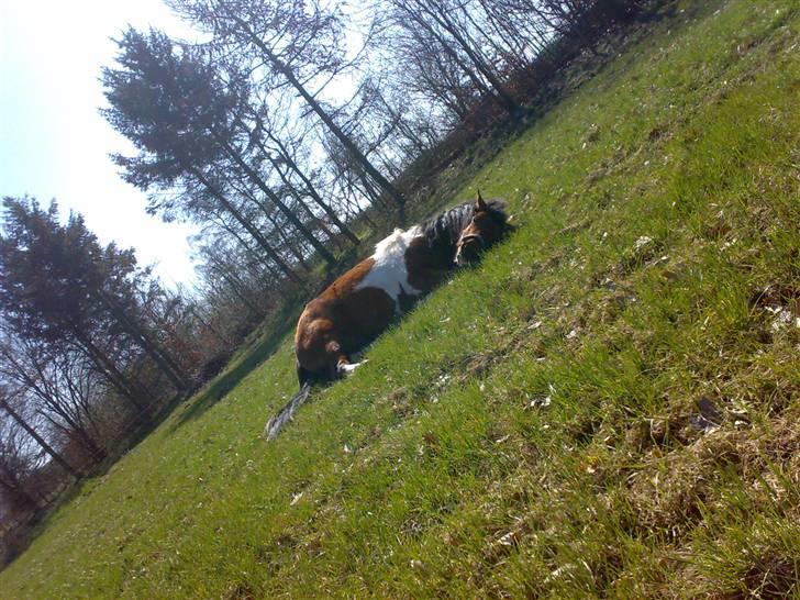 Anden særlig race Happy - Snorker jeg? billede 2