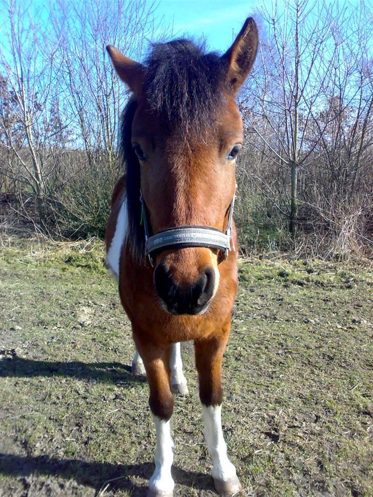 Anden særlig race Happy billede 3